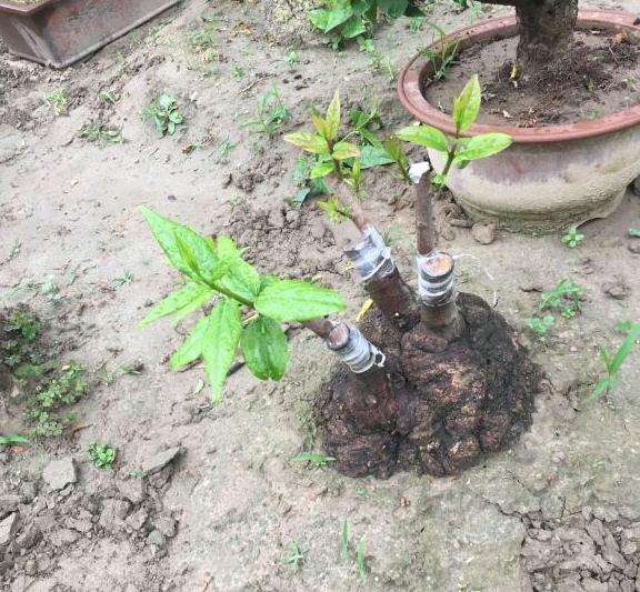 嫁接的腊梅下山桩 全部发芽成活 图片