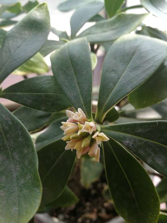 瑞香盆栽不开花 直接冒芽 怎么办 图片