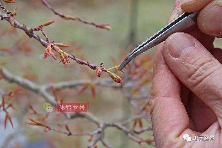 图解 红枫盆景怎么靠接补干的方法