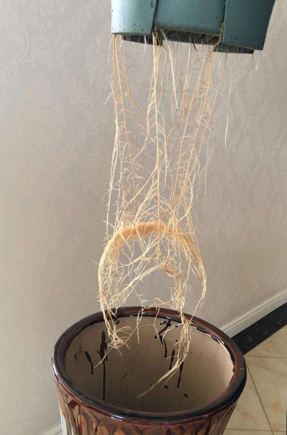 三角梅盆栽的根怎么长成这样 图片