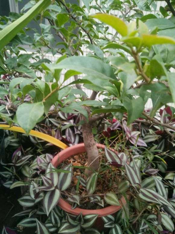 种子种出来的三角梅盆栽 怎么样 图片