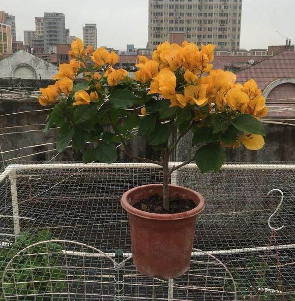 加州黄金三角梅盆栽 第一次开花 图片