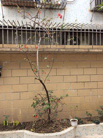 三角梅盆栽怎么开花的过程 图片