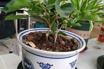 三角梅盆栽 根系没长 怎么办 图片