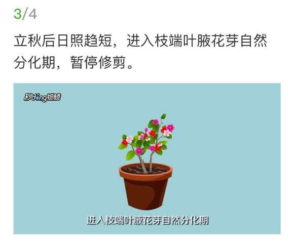 图解 三角梅下山桩怎么修剪的方法