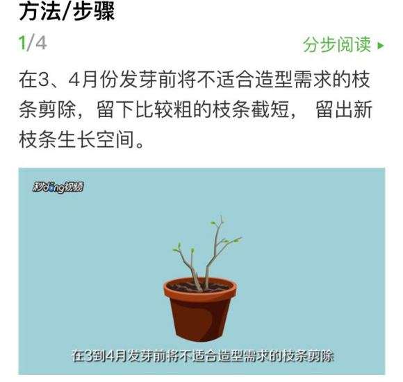 图解 三角梅下山桩怎么修剪的方法