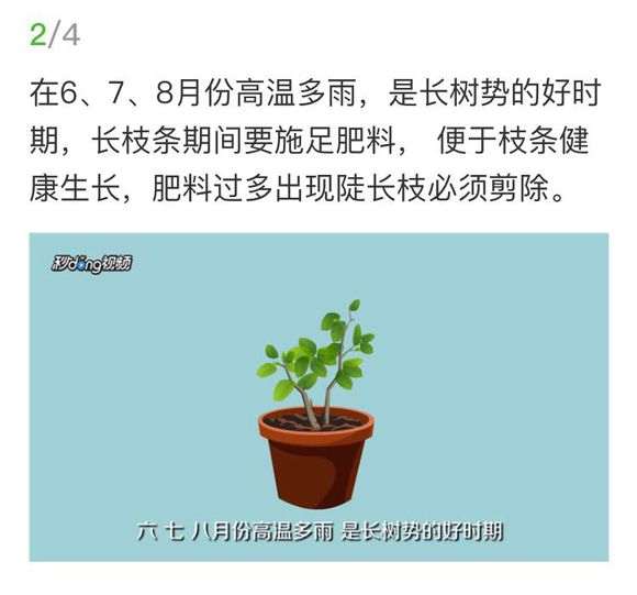 图解 三角梅下山桩怎么修剪的方法