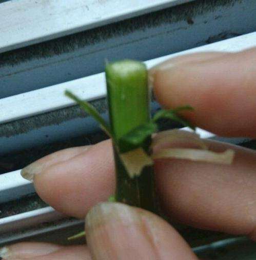 三角梅盆栽怎么接穗切接的方法