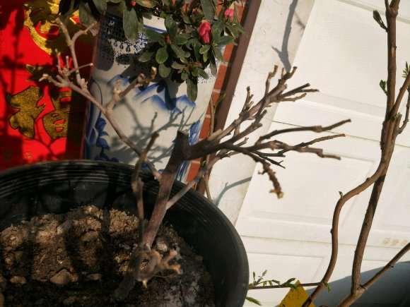 江西三角梅盆栽在室外过冬吗 图片