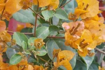加州黄金三角梅盆栽的成长记录 图片