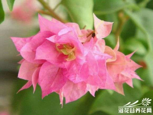 四川适合养哪些品种的三角梅盆栽 图片