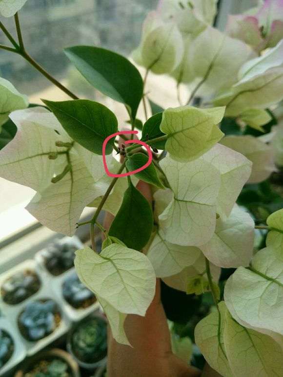 三角梅盆栽的花苞脱落了 怎么办 图片