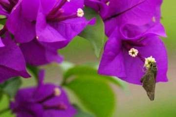 请问有紫霞仙子这种三角梅盆栽吗