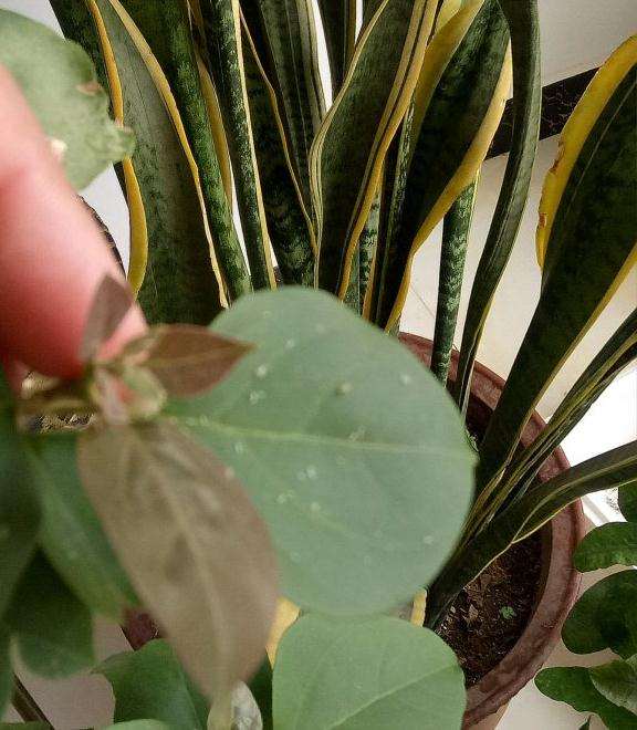 三角梅盆栽上面长虫子了 用什么药