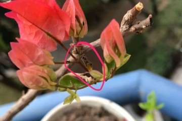 三角梅盆栽花蕊枯掉了 怎么办 图片