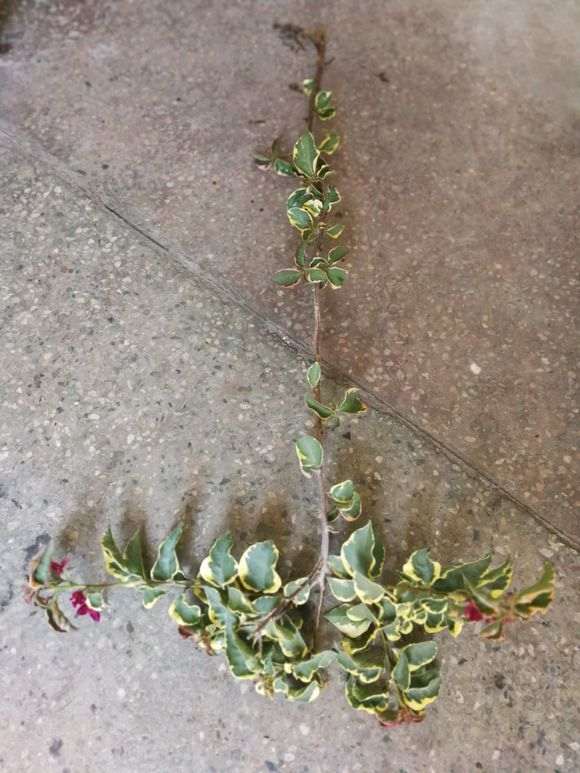 三角梅盆栽怎么高压种植的方法 图片