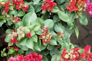 哪些品种的重瓣三角梅盆栽勤花 图片