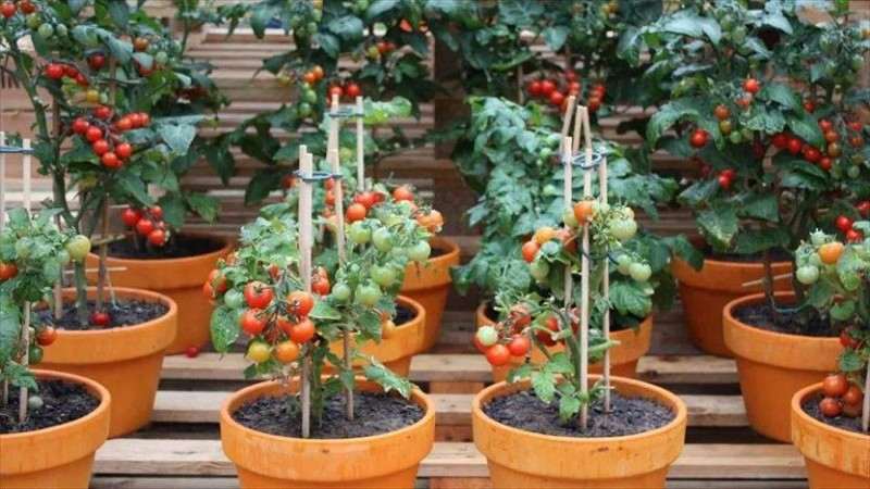 生物杀菌剂对番茄盆栽的影响 图片