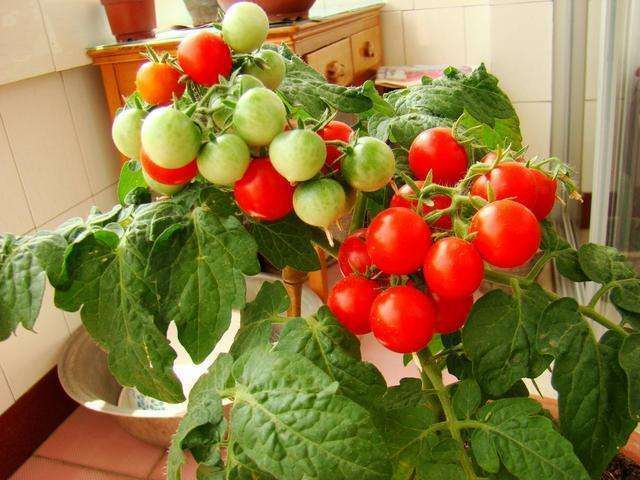 药剂对番茄盆栽灰霉病的防治结果 图片