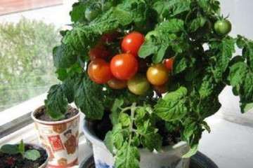 啶酰菌胺对番茄盆栽灰霉病的抑制作用
