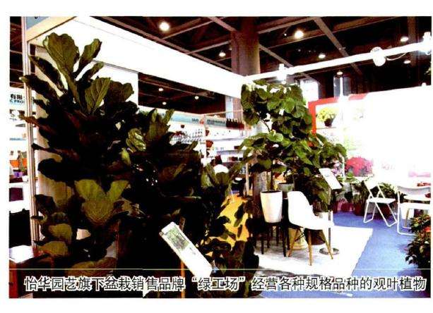 广州举办家庭园艺盆栽展览会 图片