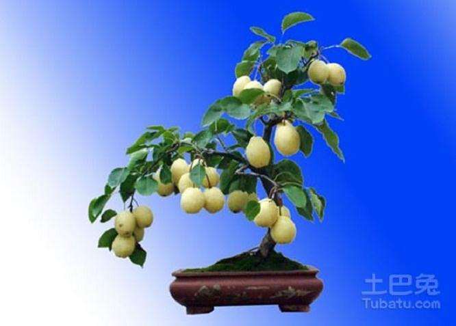 摩西球囊霉对梨树盆栽的影响有哪些