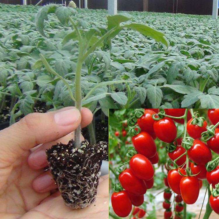 矮生盆栽番茄品种的比较试验