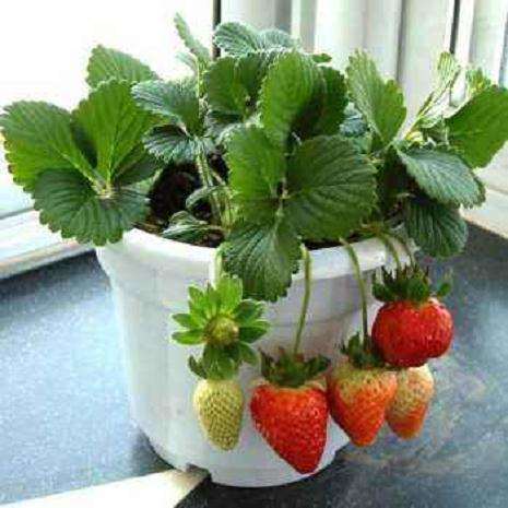 氨基酸叶面肥对盆栽草莓生长特性的影响