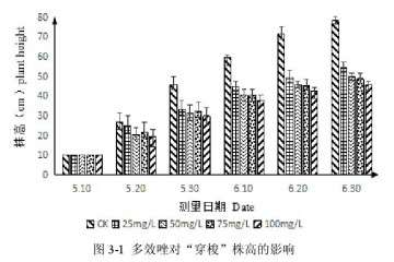 多效唑对百合盆栽株高的影响 图片