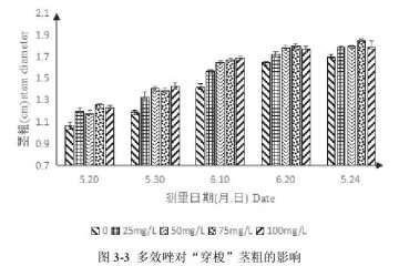 多效唑对百合盆栽茎粗的影响 图片