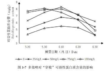 多效唑对百合盆栽可溶性蛋白含量的影响