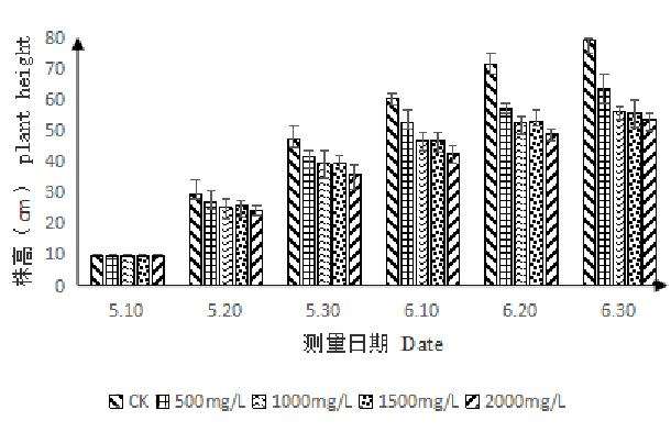 矮壮素对百合盆栽株高的影响 图片
