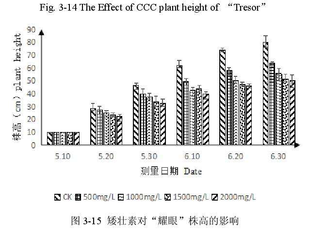 矮壮素对百合盆栽株高的影响 图片