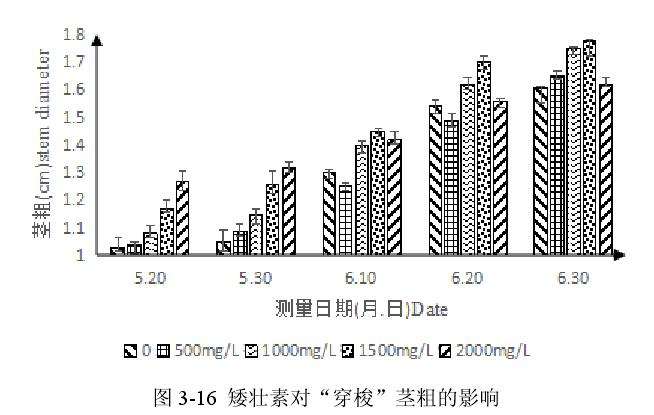 矮壮素对百合盆栽茎粗的影响 图片