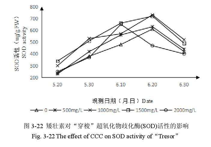 矮壮素对百合盆栽超氧化物歧化酶活性的影响