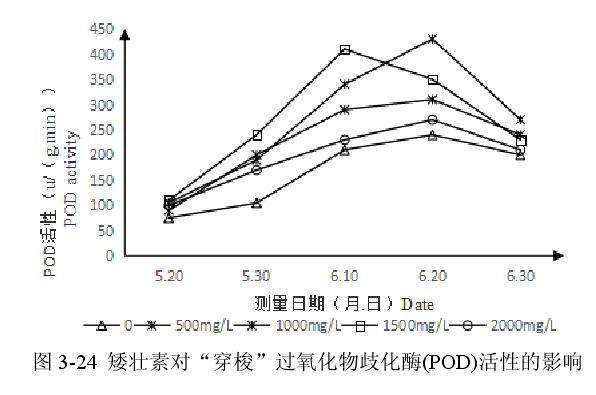 矮壮素对百合盆栽过氧化物酶活性的影响