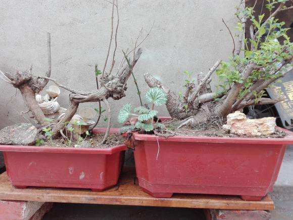 柏木根系分泌物对盆栽香椿土壤养分的影响