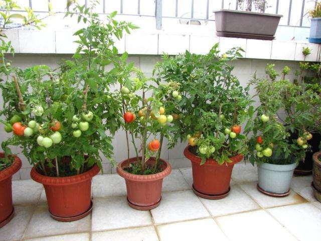 北京盆栽番茄怎么无土种植的技术 图片