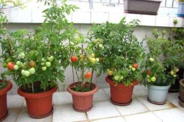 北京盆栽番茄怎么无土种植的技术 图片