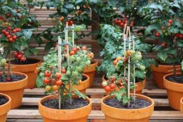 樱桃番茄和普通番茄盆栽 哪个好 图片