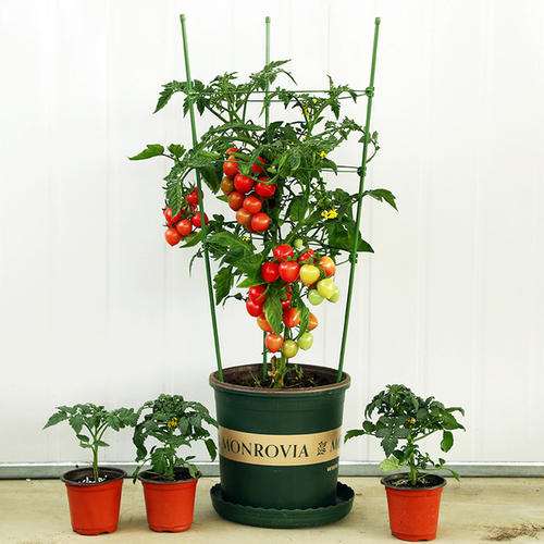 阳台种植番茄盆栽选择基质的方法