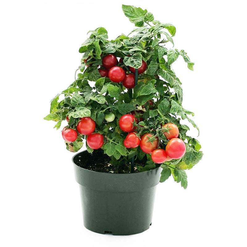 番茄盆栽怎么植株管理的方法 图片