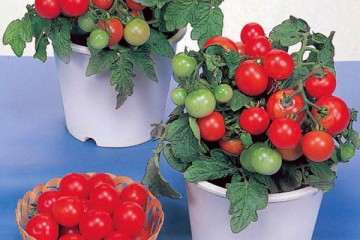 阳台种植番茄盆栽怎么浇水施肥 图片