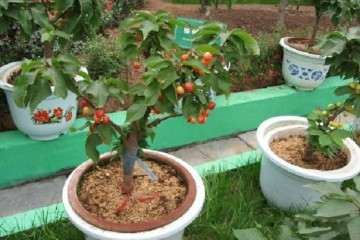 不同剂量保水剂对盆栽樱桃番茄产量的影响