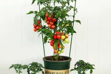 番茄盆栽试验的材料和方法 图片