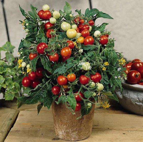 保水剂对番茄盆栽的产量有什么效果