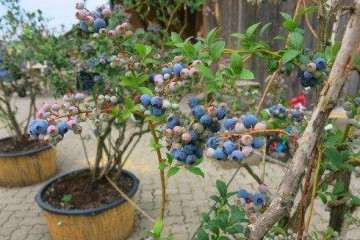 不同配比复合基质对不同蓝莓盆栽生长的比较