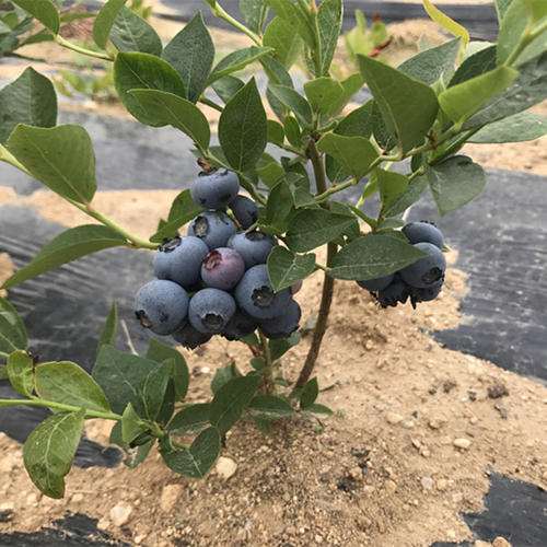 不同配比的复合基质对蓝莓盆栽光合的比较