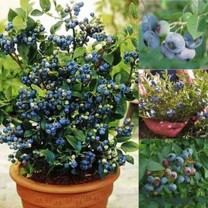 灌溉水酸化处理对盆栽蓝莓生长的影响