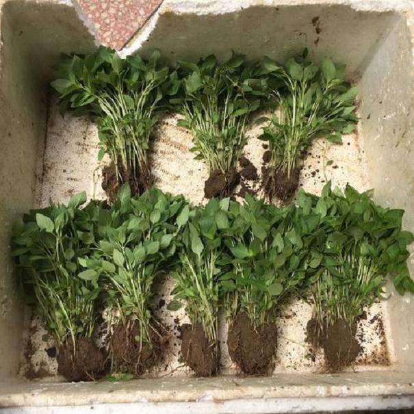 不同配方处理对荆芥植盆栽株生长的影响